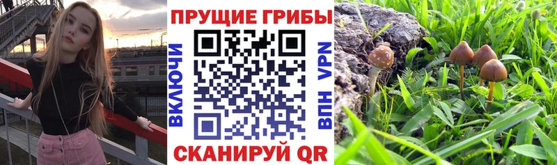 KRAKEN ссылка  Вязьма  Галлюциногенные грибы GOLDEN TEACHER 
